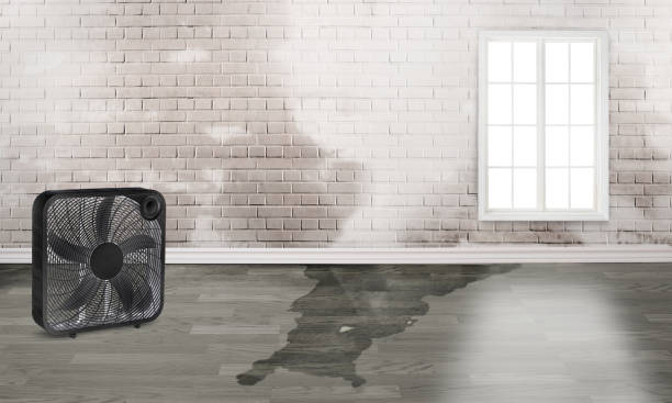 Best Water damage restoration cost  in Elm Creek, NE